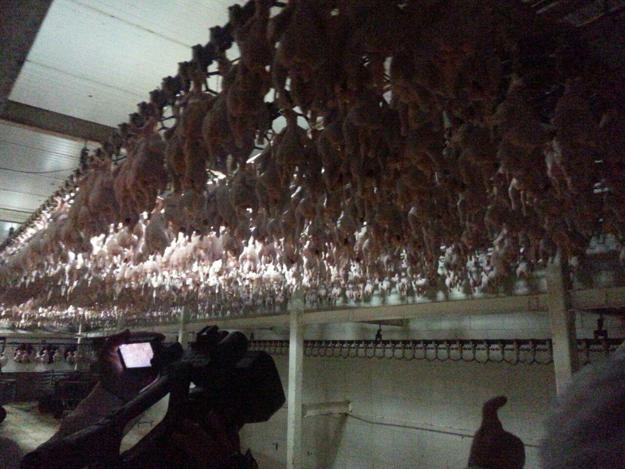 پرورش مرغ گوشتی با ظرفیت 1میلیون و 250هزار قطعه در قوچان
