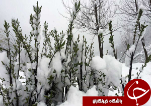 نگاهی گذرا به مهمترین رویدادهای 27بهمن در مازندران