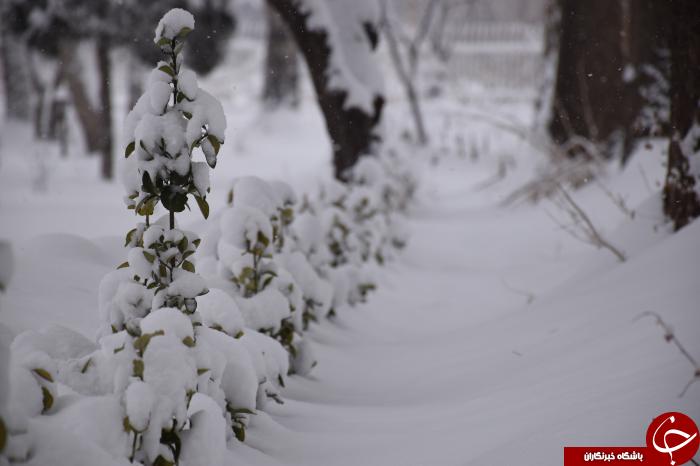 بارش زیبای برف و سفید پوش شدن آذربایجان غربی+تصاویر