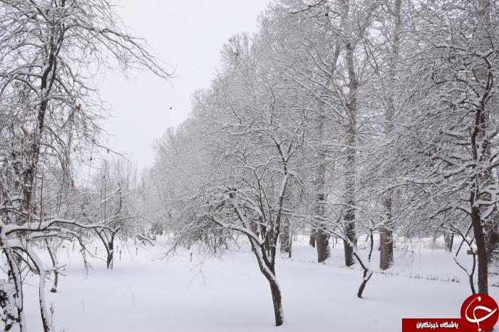 بارش زیبای برف و سفید پوش شدن آذربایجان غربی+تصاویر