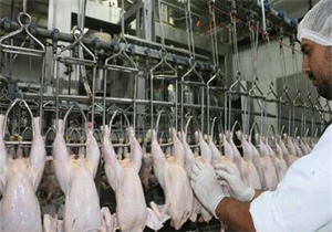 نظارت دقیق دامپزشکی برکشتارگاه های طیور