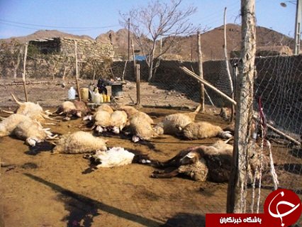 ۲۴ رأس گوسفندطعمه گرگ‌های گرسنه