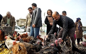 ممنوعیت خرید و فروش مرغ گوشتی زنده در آذربایجان غربی
