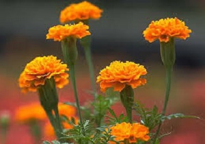 تولید گونه های گیاهی فصلی در اردبیل افزایش می‌یابد