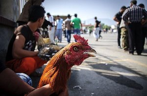 ممنوعیت عرضه و فروش پرنده