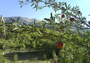 پرداخت تسهیلات کم بهره به باغداران استان