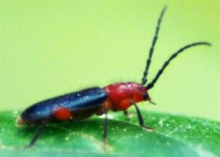 بررسی موضوع آفت چوب&zwnj;خوار خرما