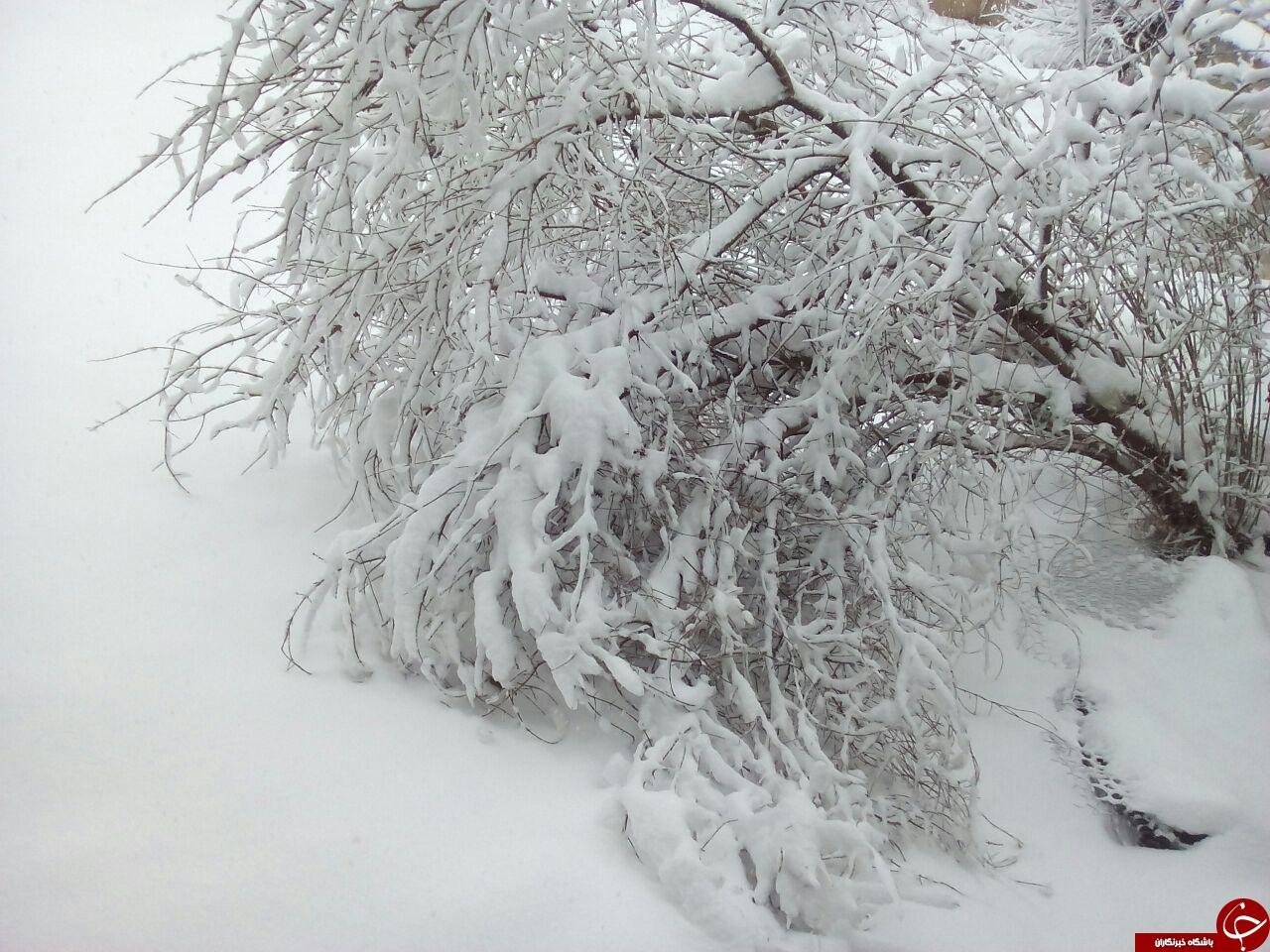 بارش سنگین برف در روستای تنگراه + تصاویر