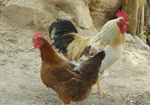 پاکسازی یک کانون آنفلوآنزای فوق حاد در کوهرنگ