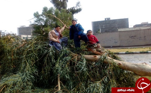 سقوط  72 اصله درخت در زاهدان + عکس
