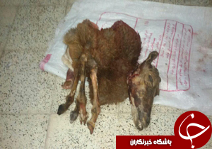 دستگیری عامل شکار یک رأس میش وحشی در سربیشه