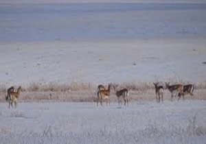 نذر طبیعت در آبیک