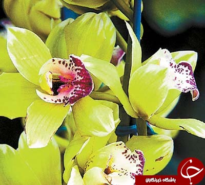 گل هایی که شما بودجه خرید آن را ندارید