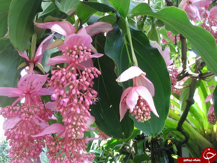گل هایی که شما بودجه خرید آن را ندارید