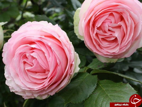 گل هایی که شما بودجه خرید آن را ندارید