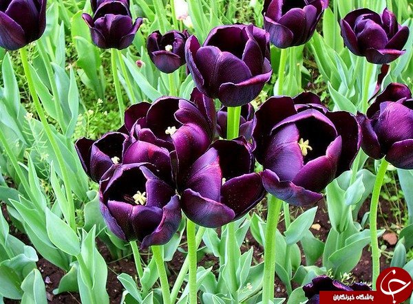 گل هایی که شما بودجه خرید آن را ندارید