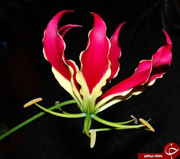 گل هایی که شما بودجه خرید آن را ندارید