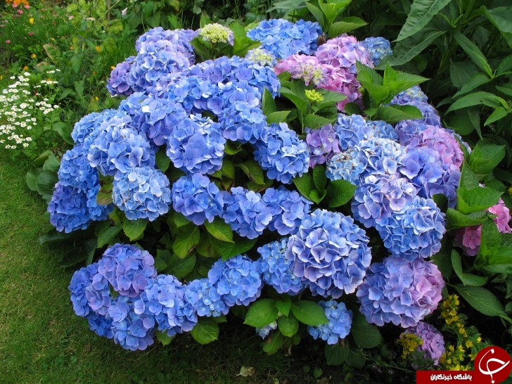 گل هایی که شما بودجه خرید آن را ندارید