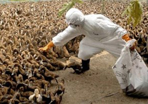 شیوع آنفلوآنزای فوق حاد پرندگان در روستای «آنالوجه» چادگان