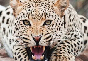 لحظه شکار کردن غزال توسط سریع ترین جانور خشکی + فیلم