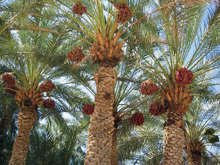 سرمایه گذاری 20 میلیون دلاری خیریه قطری در ولایت فراه