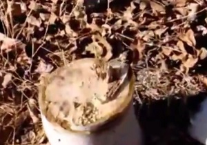 قلع و قمع درختان گردو در روستای بیزه + فیلم