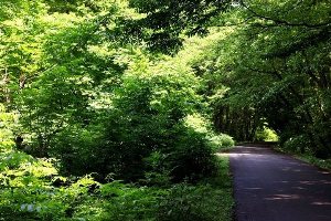 به کارگیری فناوری نوین برای حفاظت از جنگل ها