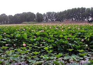 کشت گونه های گیاهی در معرض نابودی