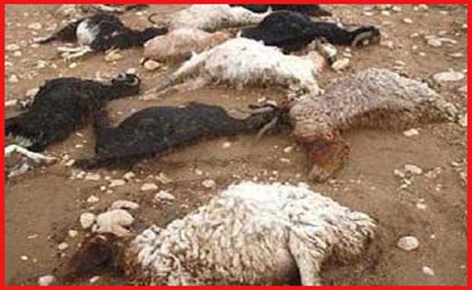 از تشرف به دین مبین اسلام تا مسمومیت دانش آموزان در اردو