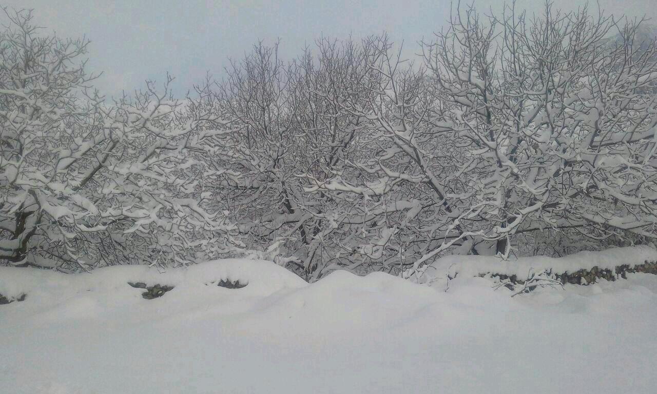 تصاویری از بارش زیبای برف در کرمان