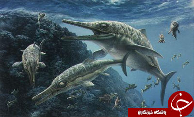 نام حشره ای ستاره ها و سیاست مداران چیست؟