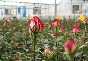 تولید بیش از 17میلیون گل های شاخه بریده در استان یزد
