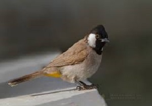 رهاسازی 9 قطعه بلبل خرما در حضور دادستان رامشیر