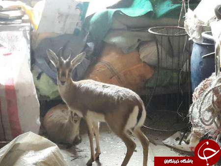 کشف ۲ راس آهوی زنده در یک منزل در سبزوار