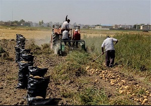اختصاص سالانه 5 هزار هکتار از اراضی آبی نمین به کشت سیب زمینی