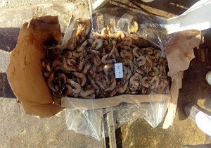کشف دو تن میگوی تاریخ مصرف گذشته در آبادان