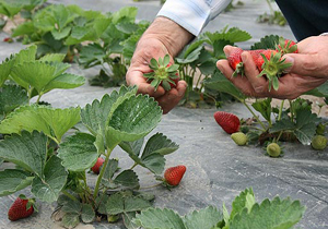 دوره آموزشی پرورش توت فرنگی در شهرکرد