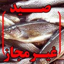 صیاد غیرمجاز در دام قانون