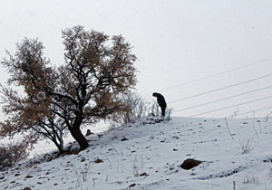 بارش برف و باران کهگیلویه و بویراحمد را فرا می‌گیرد