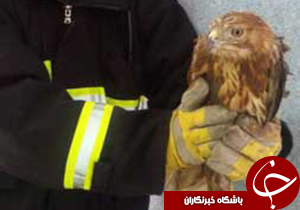 شکار پرنده در منزل مسکونی