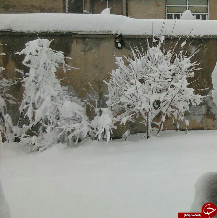 بارش 70سانتی برف در شهرستان دالاهو + تصاویر