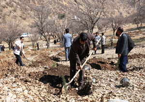 کاشت نهال در 30 هکتار از منطقه خلیفه ای