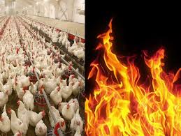 آتش سوزی در یک واحد مرغداری در ملکان