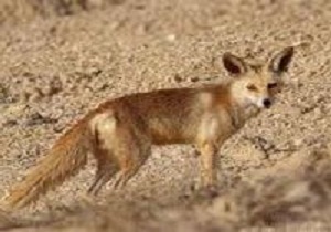 رهایی روباه های گرفتار در استخر