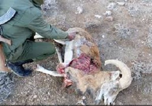 کشف لاشه دو قوچ وحشی از خورجین یک موتورسیکلت