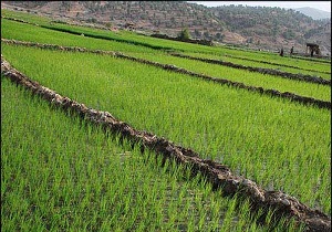 بهره‌برداری از ۴۱ طرح کشاورزی در اردبیل