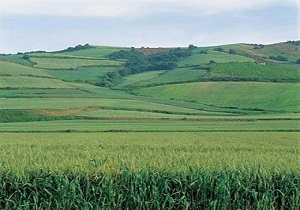 دشت ماهیدشت در خطر خشکسالی