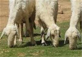 ورود گوسفند افشاری اصلاح نژاد شده در زنجان به گله های 15 استان کشور