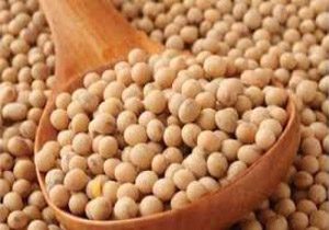توزيع 26 هزار كيلوگرم بذر اصلاح شده دانه روغنی در مازندران