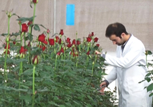 مجهزترین گلخانه گل رز در خراسان رضوی + فیلم